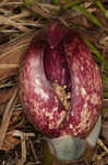 Skunk cabbage